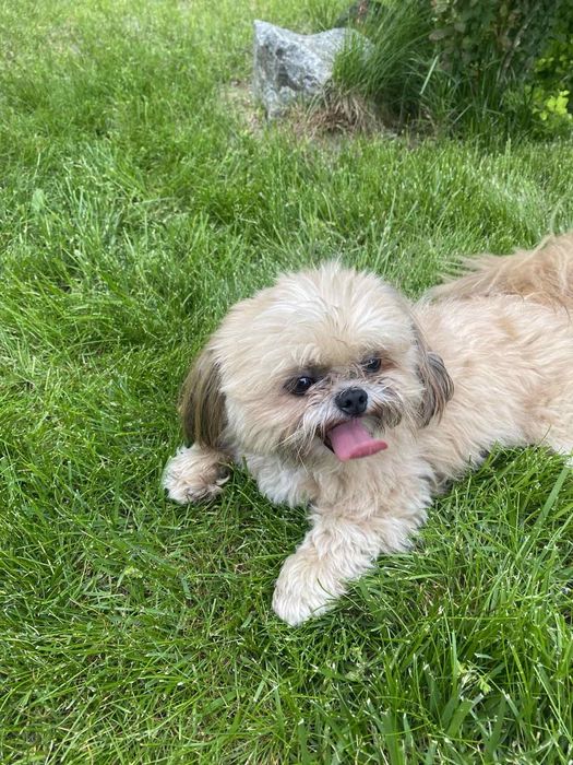 В'язка мини шит цу мальчик