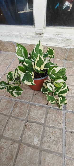 Planta pothos n'joy