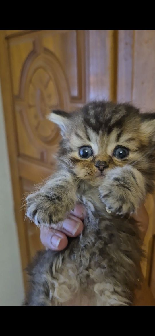 British macho brown tabby