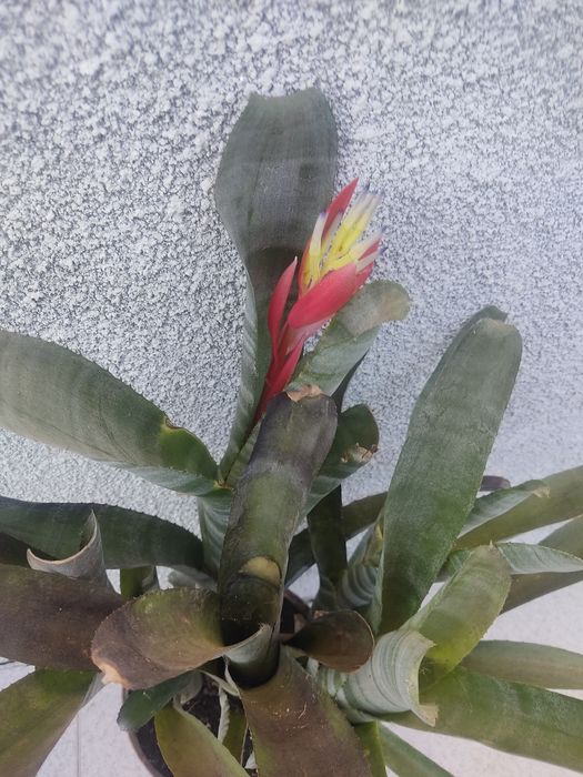 Planta em vaso Braga
