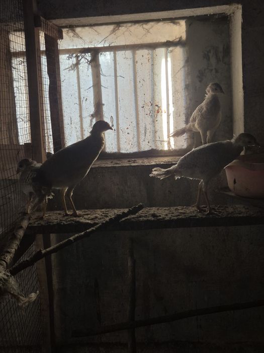 Młode bażanty z wiosny