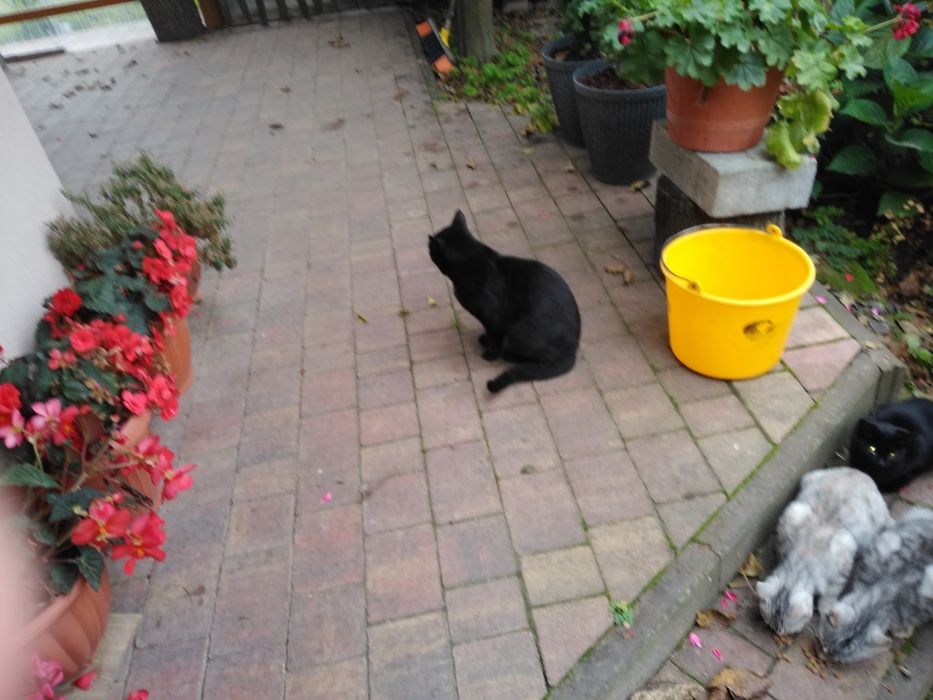 Rolnictwo oddam za darmo