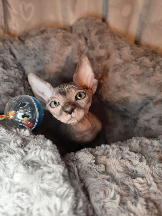 Nemi sfinks kanadyjski szylkret do rezerwacji