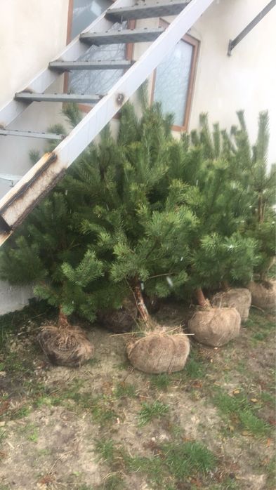 Сосна формована і викопана комом землі