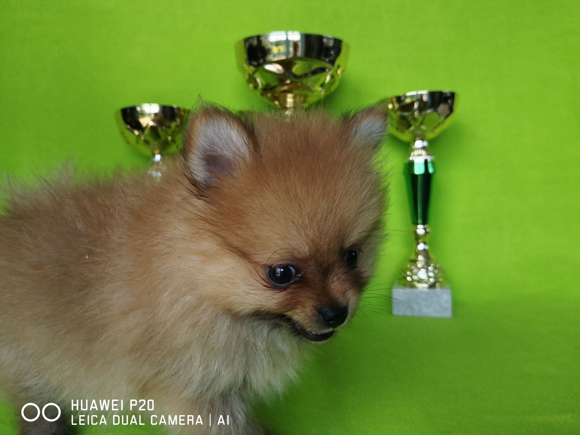 Szpic miniaturowy  pomeranian piesek z rodowodem