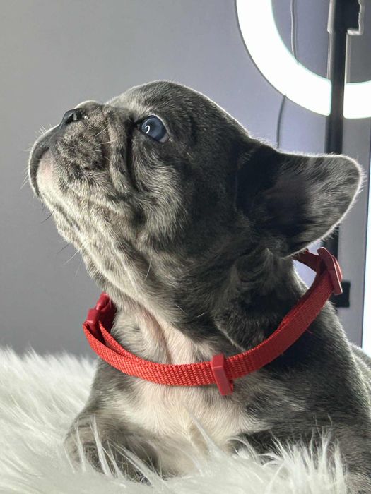 Buldog francuski Piesek