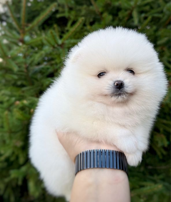 Pomeranian szpic miniaturowy Suczka Zkwp FCI MIŚ
