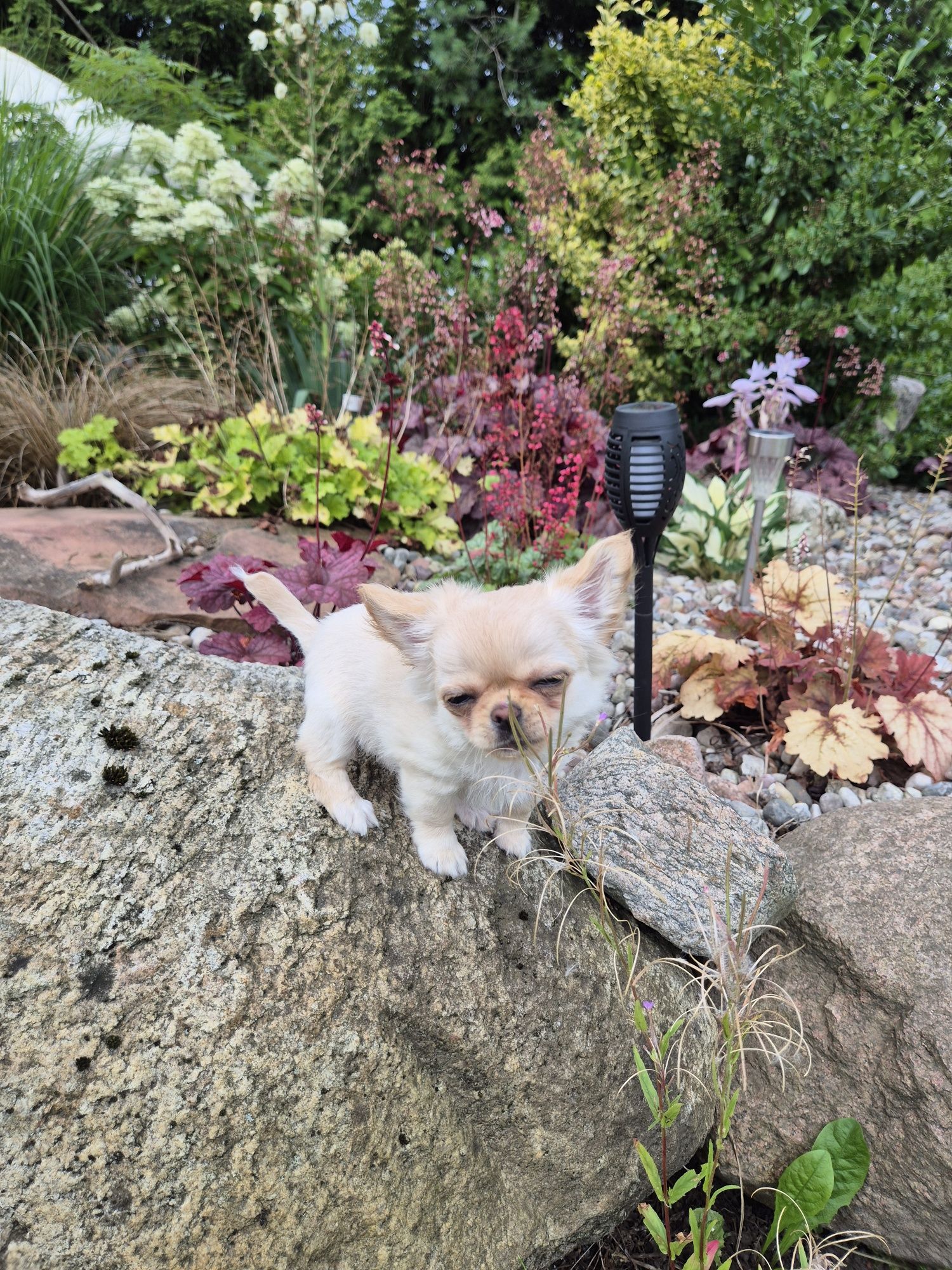 Suczka chihuahua długowłosa