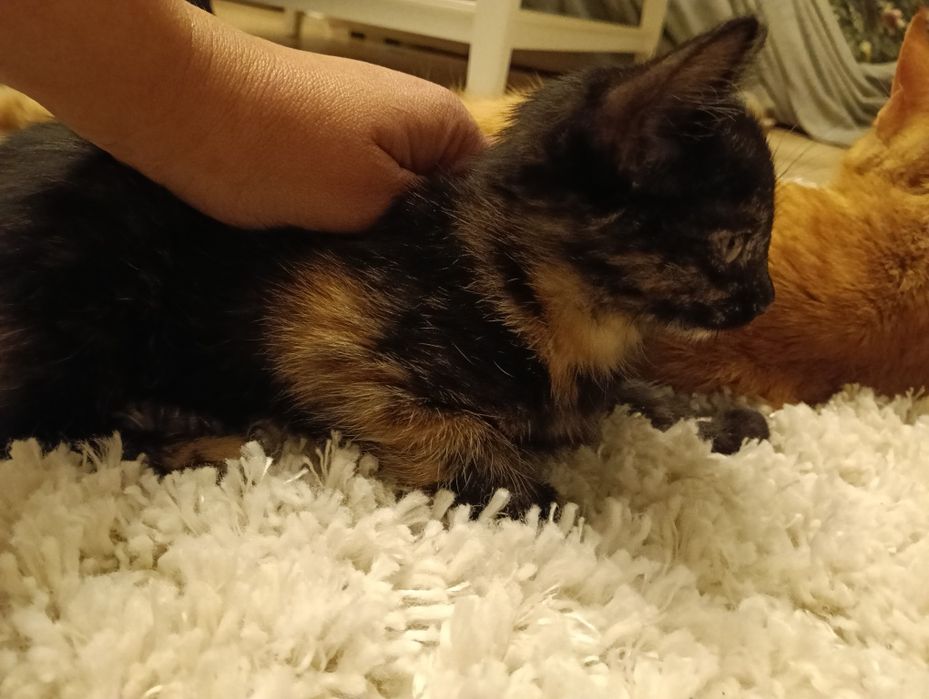 Piękna szylkretka, 2 mies, samodzielna