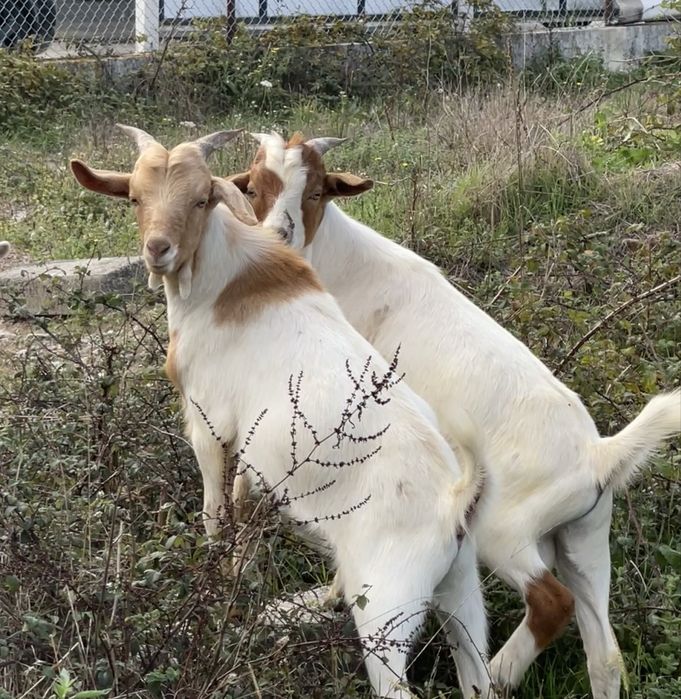 2 cabritos para futuros reprodutores cx de boer