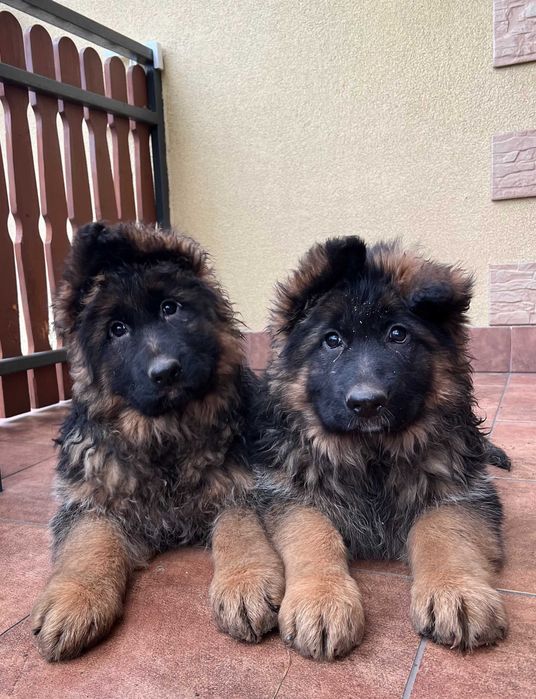 Szczeniak owczarka niemieckiego