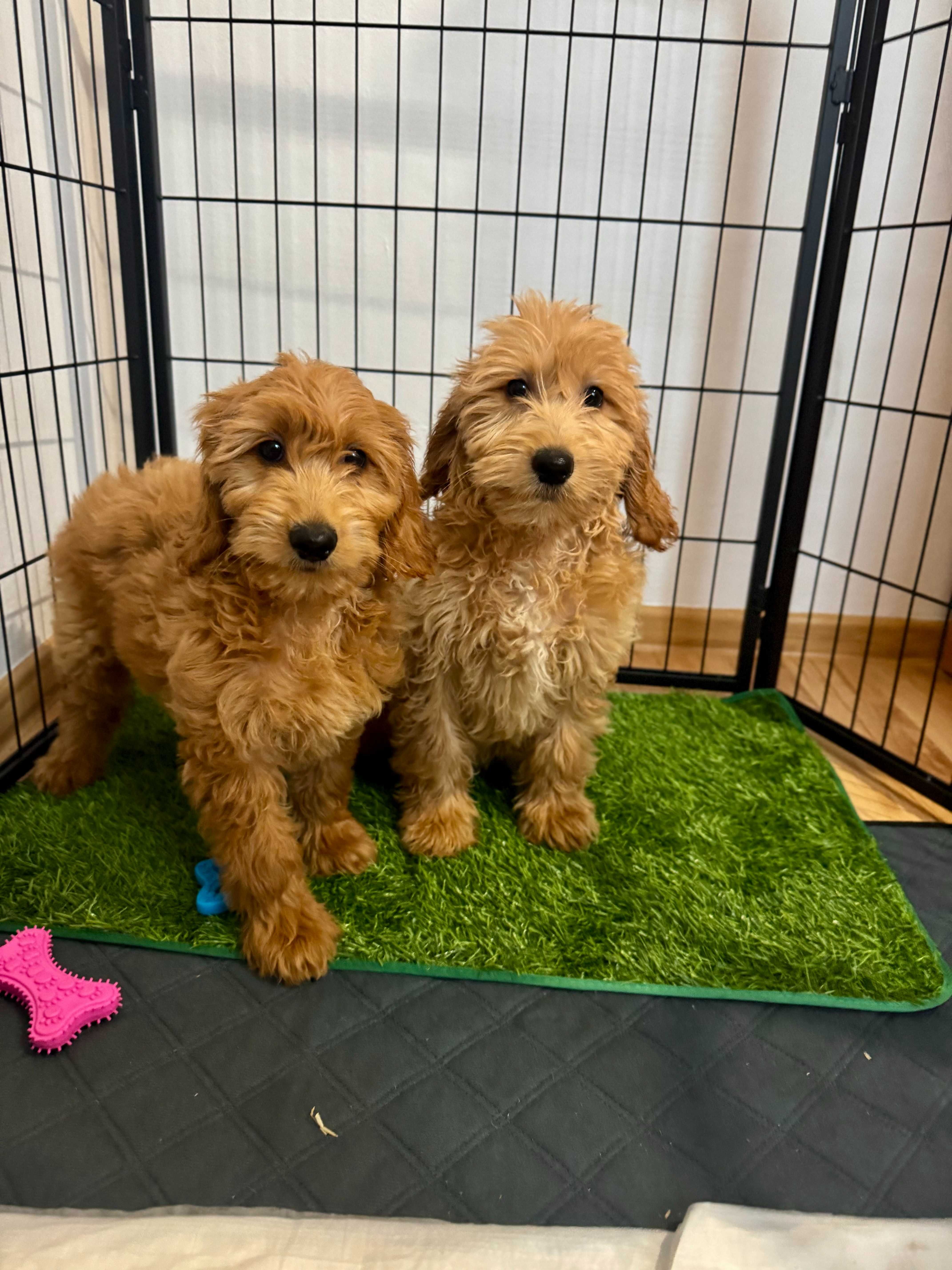Goldendoodle Śliczna sunia gotowa do odbioru!!!