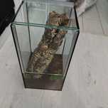 Terrarium gilotyna 20x20x40