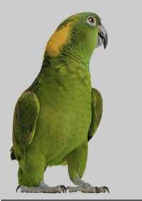 Papagaios amazonas auropaliatas