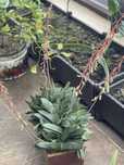 Гастеріа Gasteria суккулент