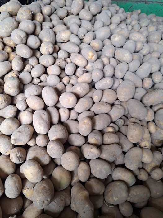 Ziemniaki Soraya  0,50 za kg