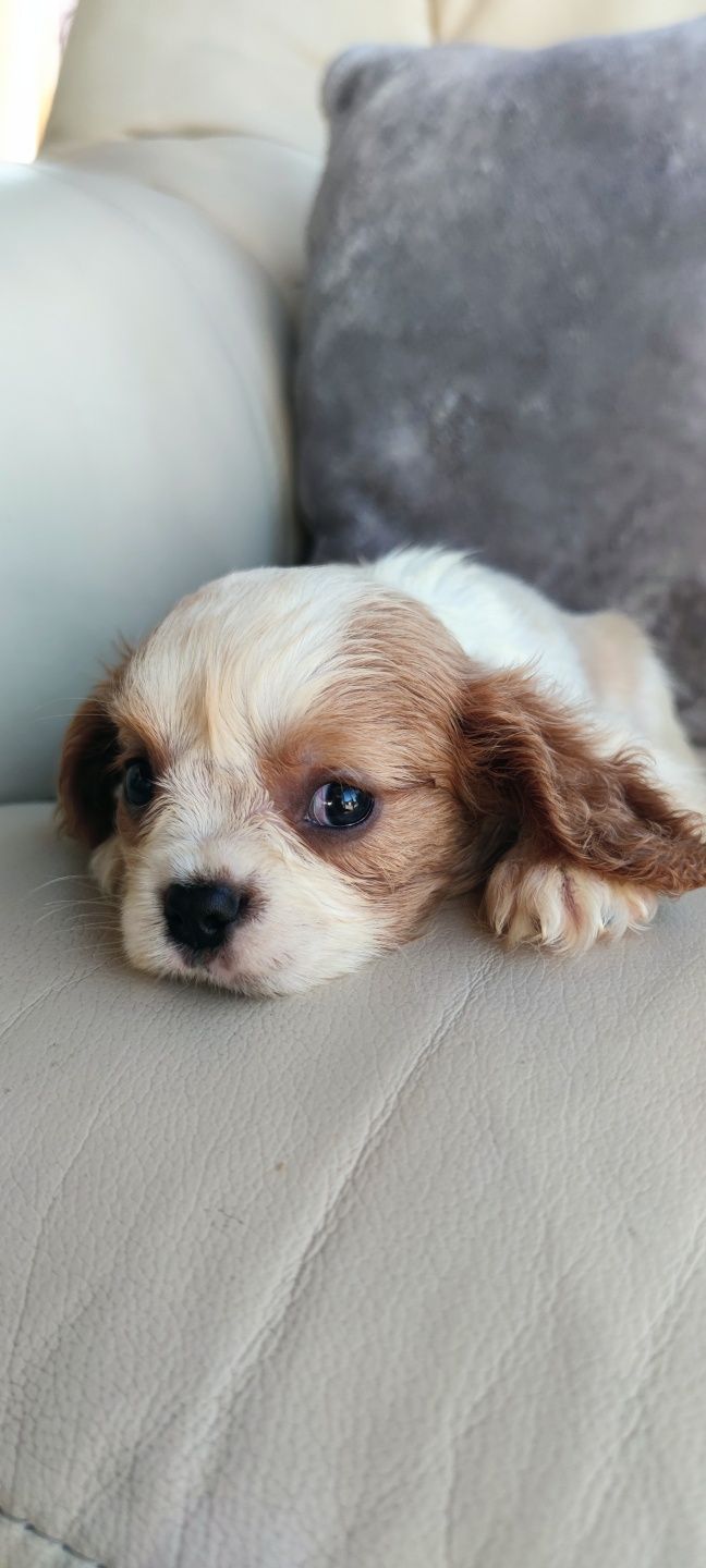 King Charles Cavalier bicolor (macho)