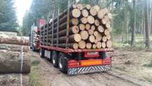 Skup drewna sos sw buk dąb olch od 180.250.300