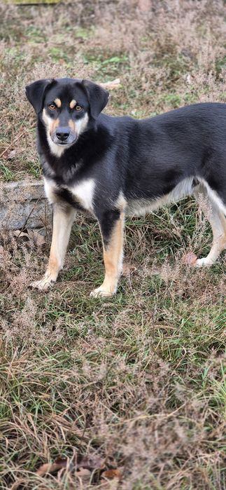 Piesek Około 2 lata