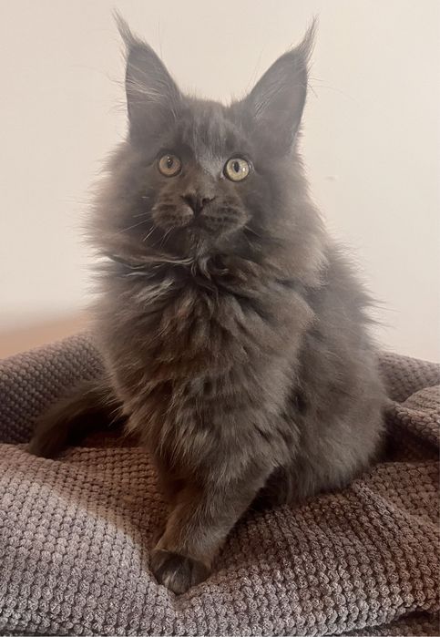 Голубий Мейн-кун