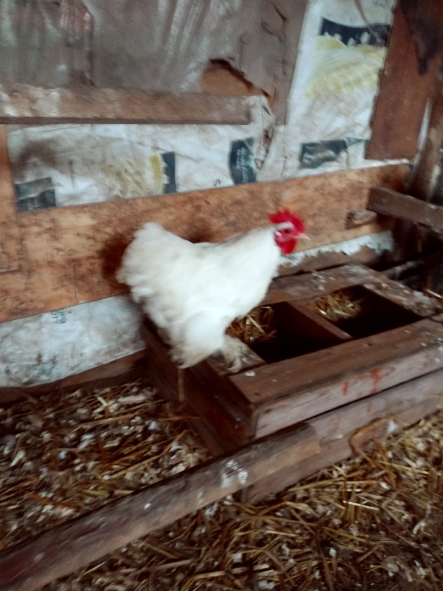 Kochin karzełek zmieni stadko