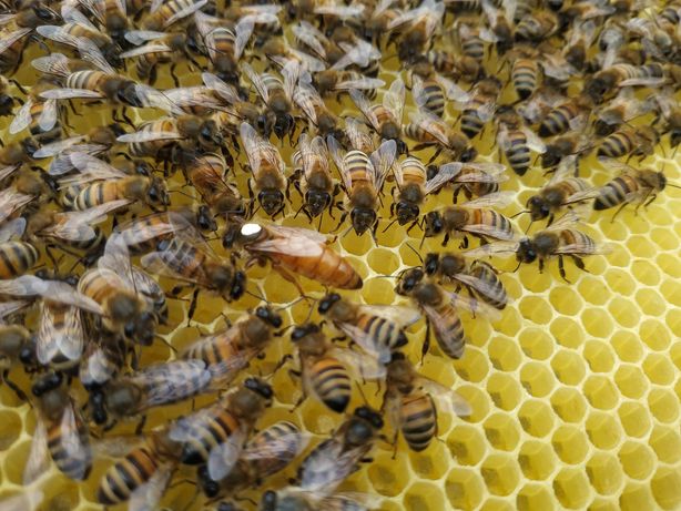 Бджоломатки Бакфаст F-1 , пакети  травень 2023р.