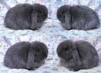 Mini lop, Karzełek niderlandzki cudowne maluszki TRANSPORT CAŁA POLSKA