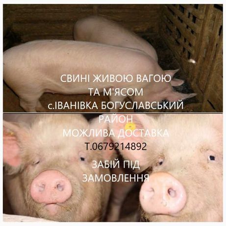 Свині домашні, живою вагою та розруби з Доставкою Київська обл