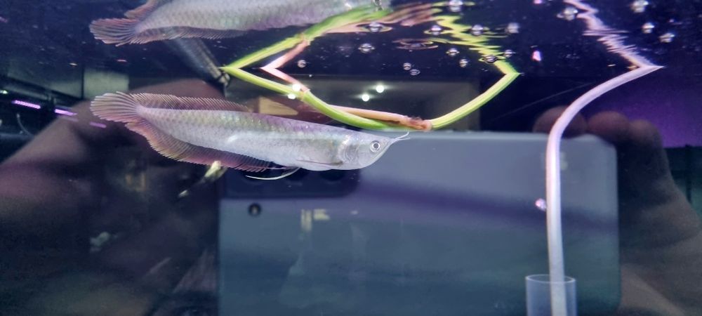 Arowana srebrna 20cm
