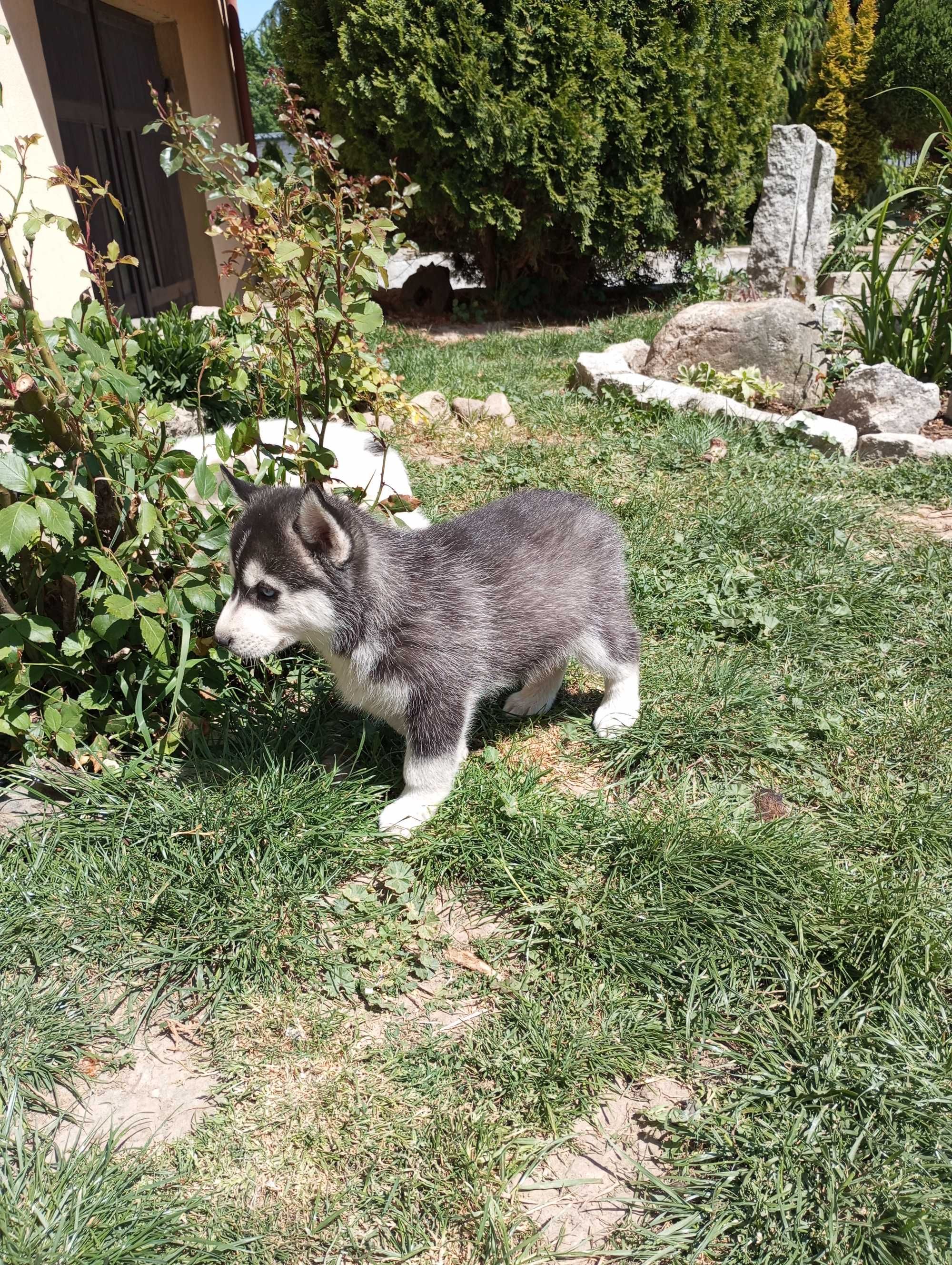 Sprzedam szczeniaka rasy Syberia husky z rodowodem.