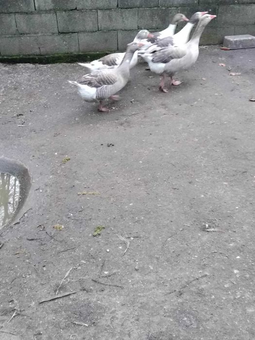 Pato Ganso  (criado ar livre)