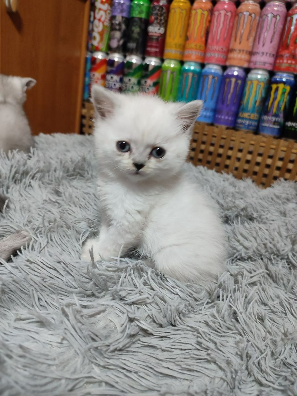 Скоттиш страйт мальчик и девочка