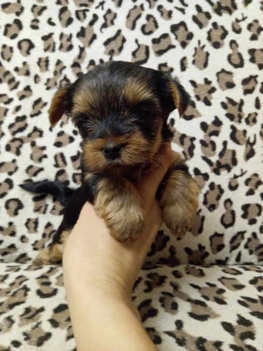 Девченки йорочки Одесса