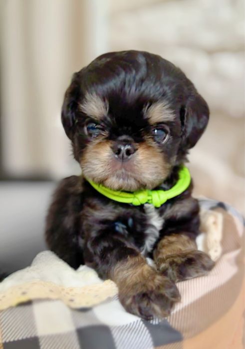 Неймовірно лчльковий есклюзивний хлопчик чарльзбі