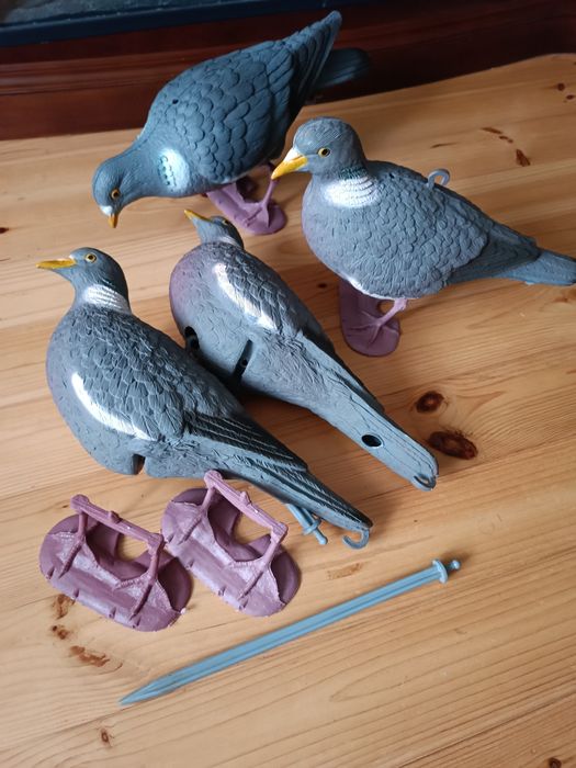 Оригінальні профіля голуба вяхірь,чучело голуба вяхирь.