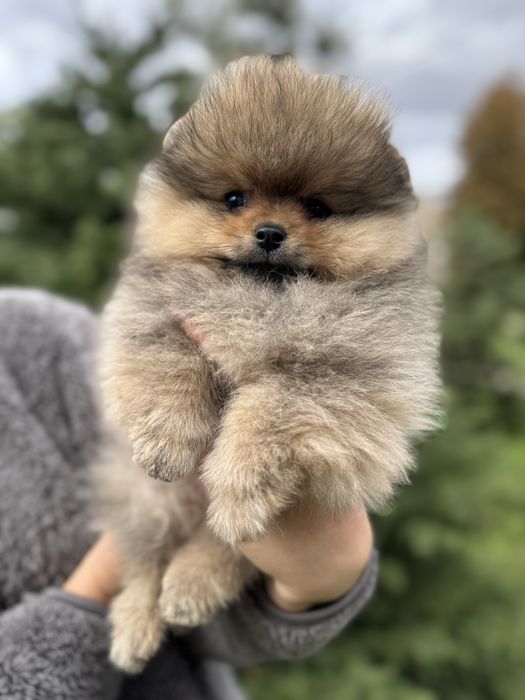 Продажа шикарных померанских шпицов