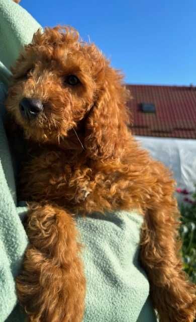 Samiec mini labradoodle f2 apricot