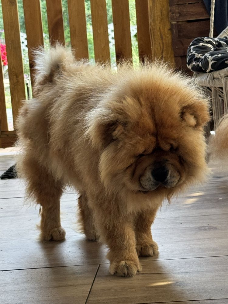 suczka chow chow