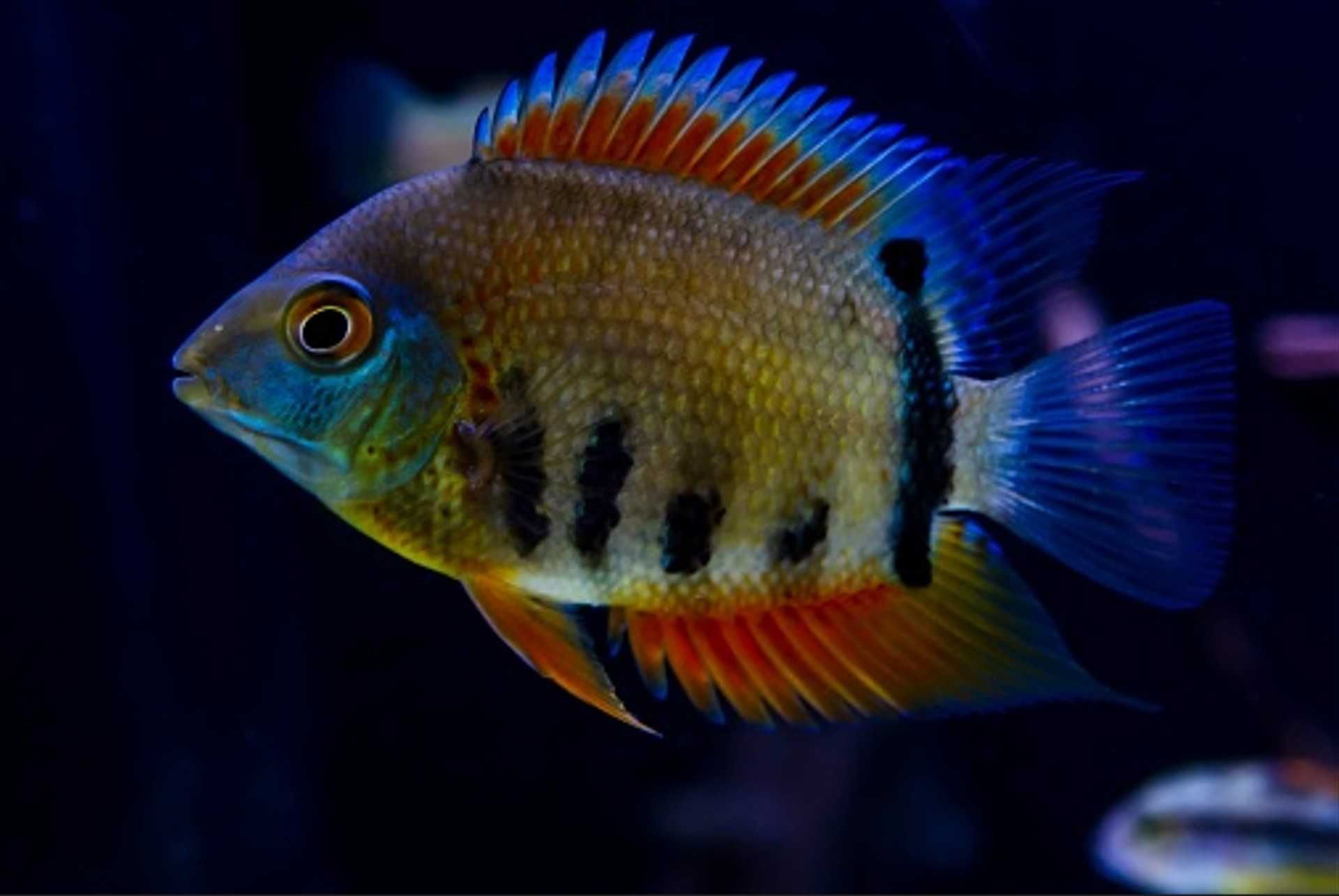 Pielęgnica severum odmiana ROTKEIL - Sewerum - Heros - dowóz, wysyłka
