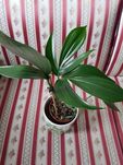 Filodendron dragon tail