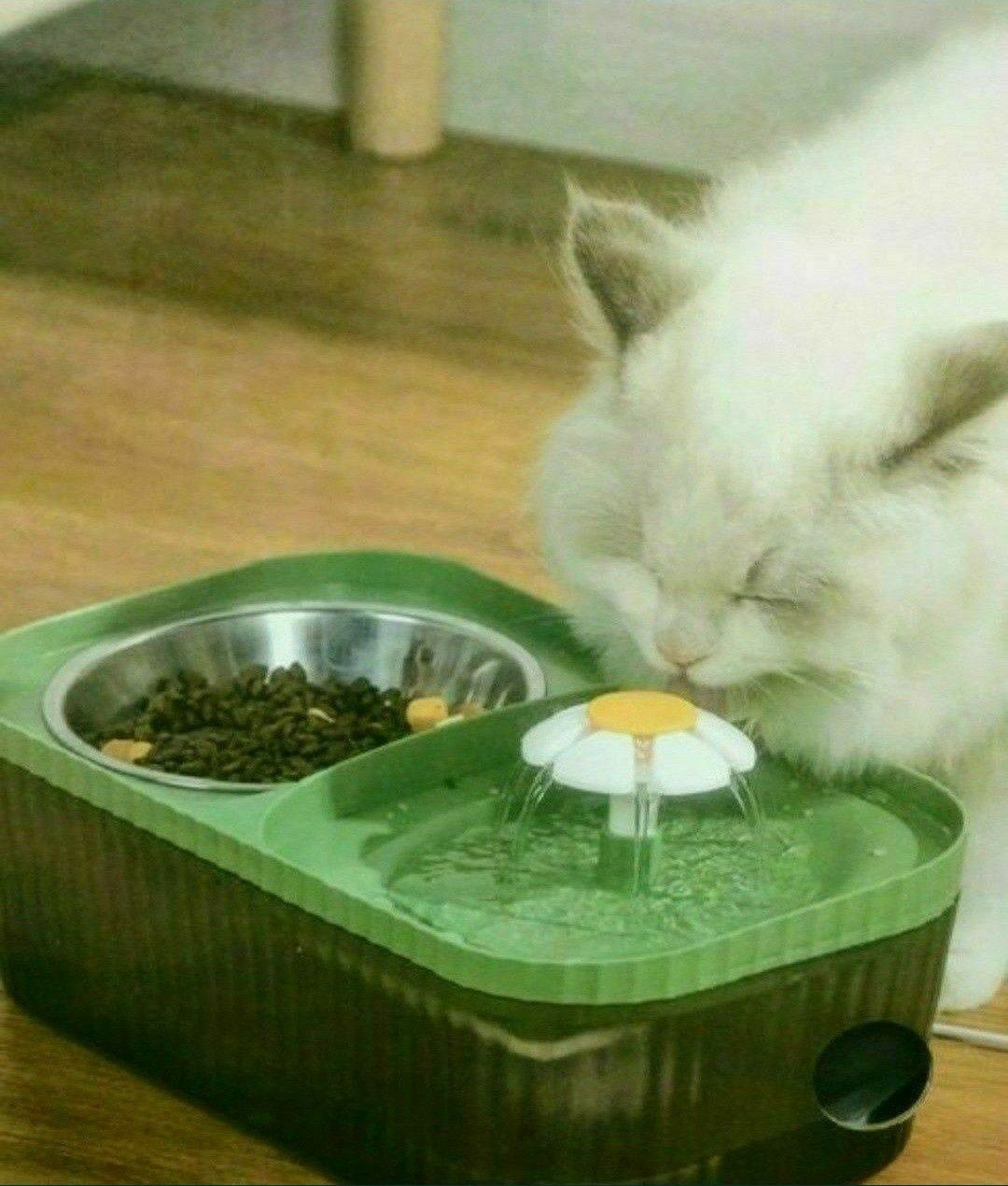 Поилка для котика или мелких пород собак.