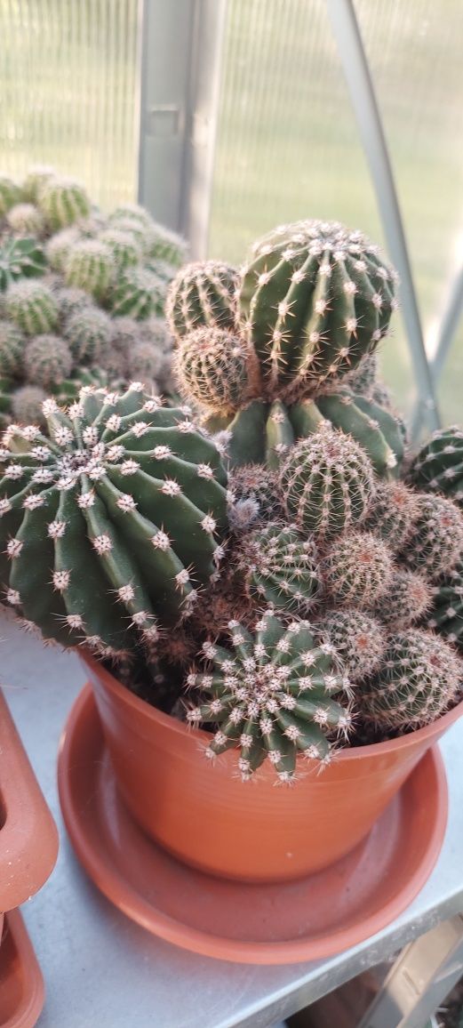 Kaktus  Echinopsis , Królowa jednej nocy , kwiatek szczepki