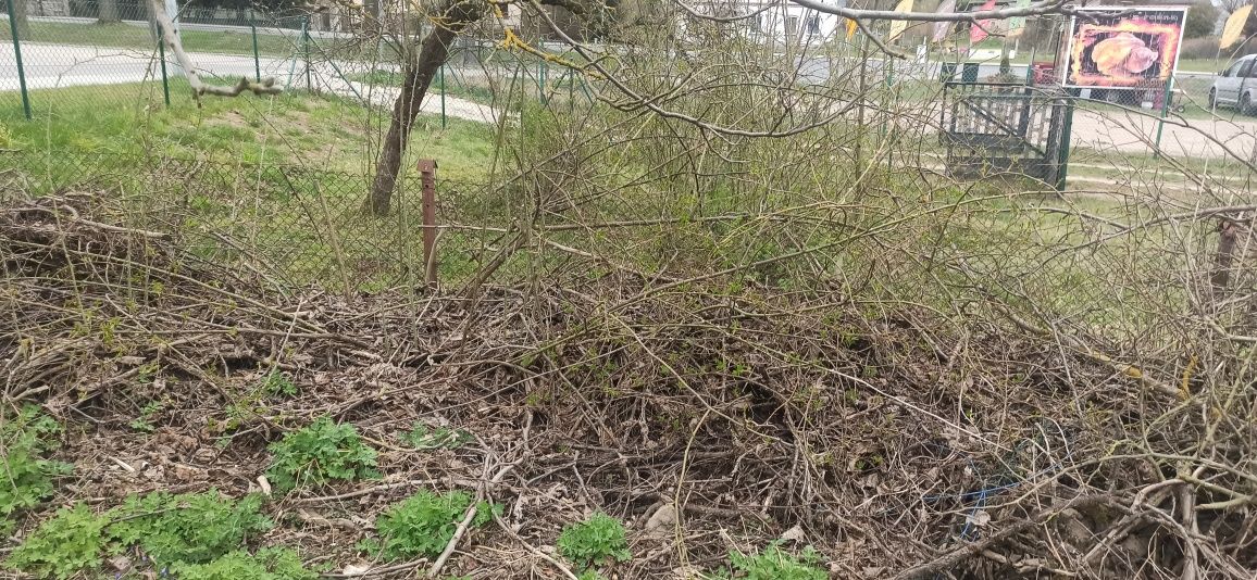 Oddam gałęzie  za darmo