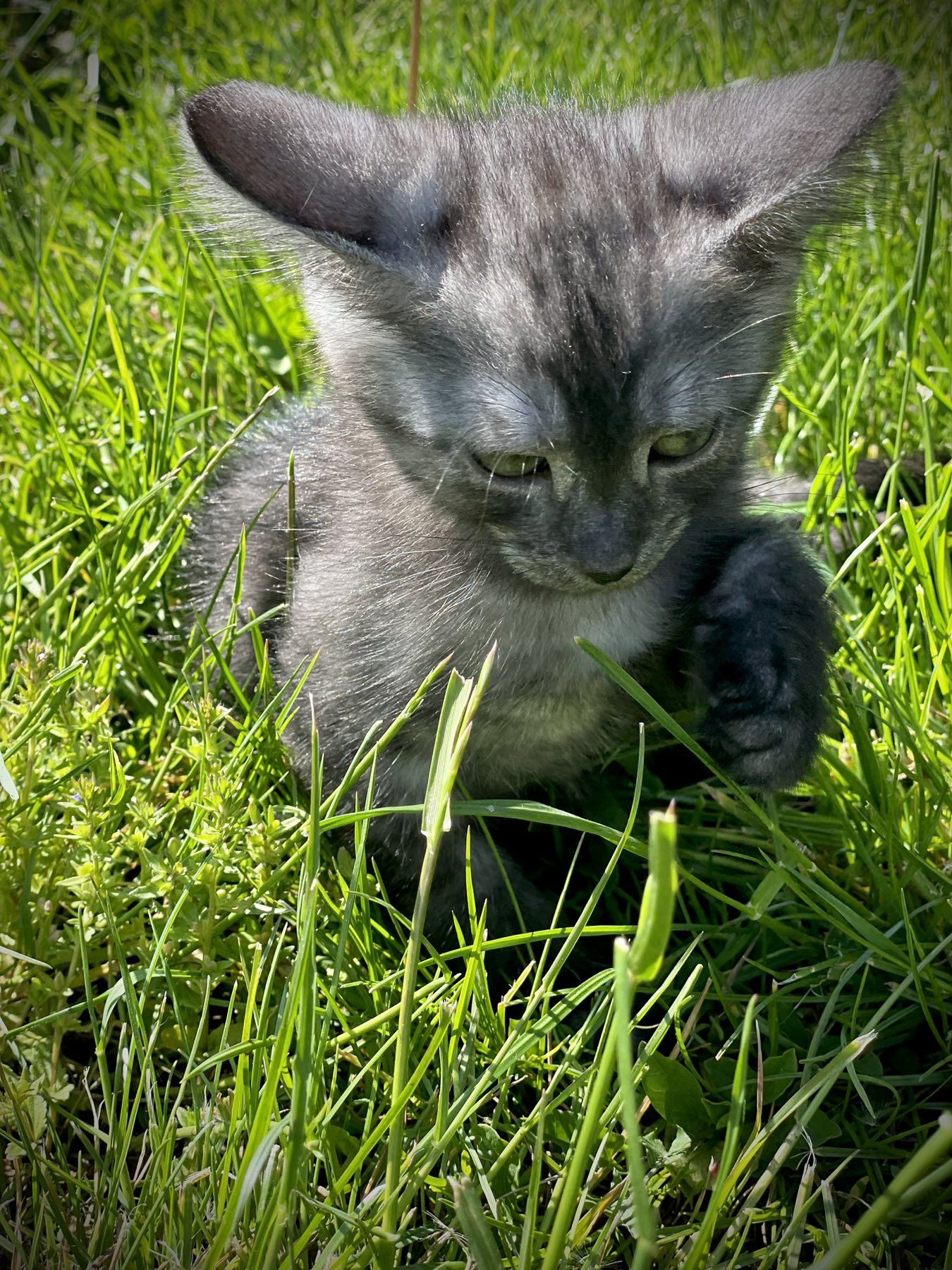 Отдам котят в хорошие руки!