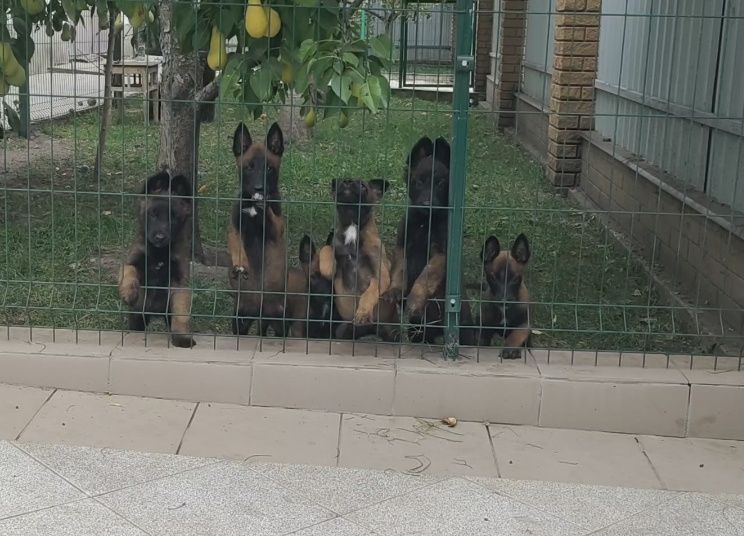 Малинуа. Документы КСУ.