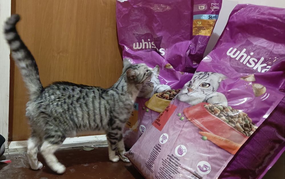 Oddam kotkę za darmo