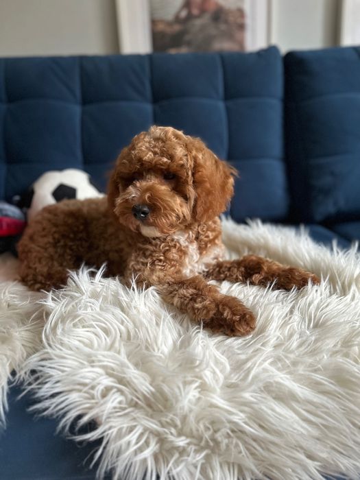 Piękny Piesek Maltipoo! Możliwy paszport!