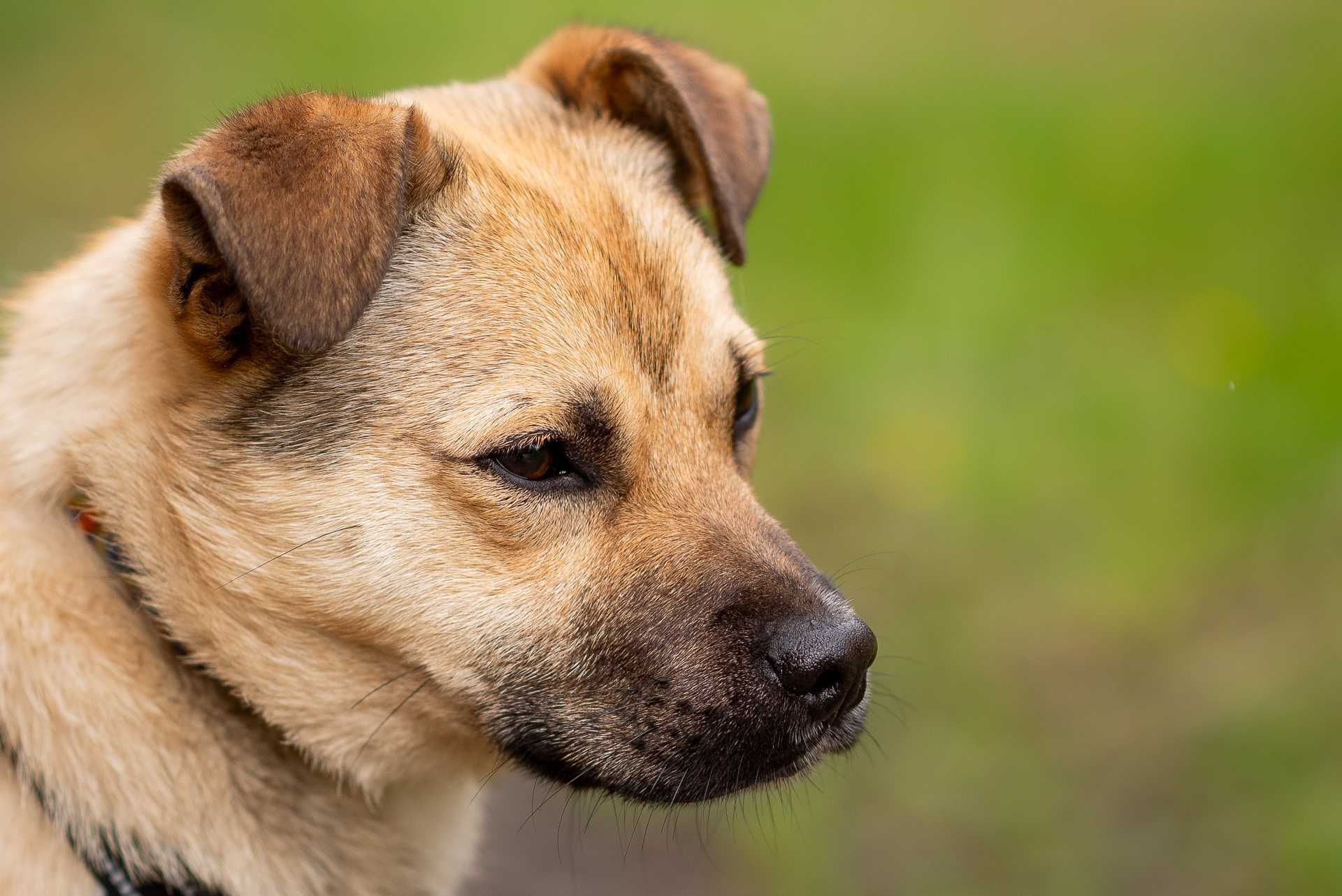 ELNIS - fajny i młodziutki psi chłopaczek do adopcji