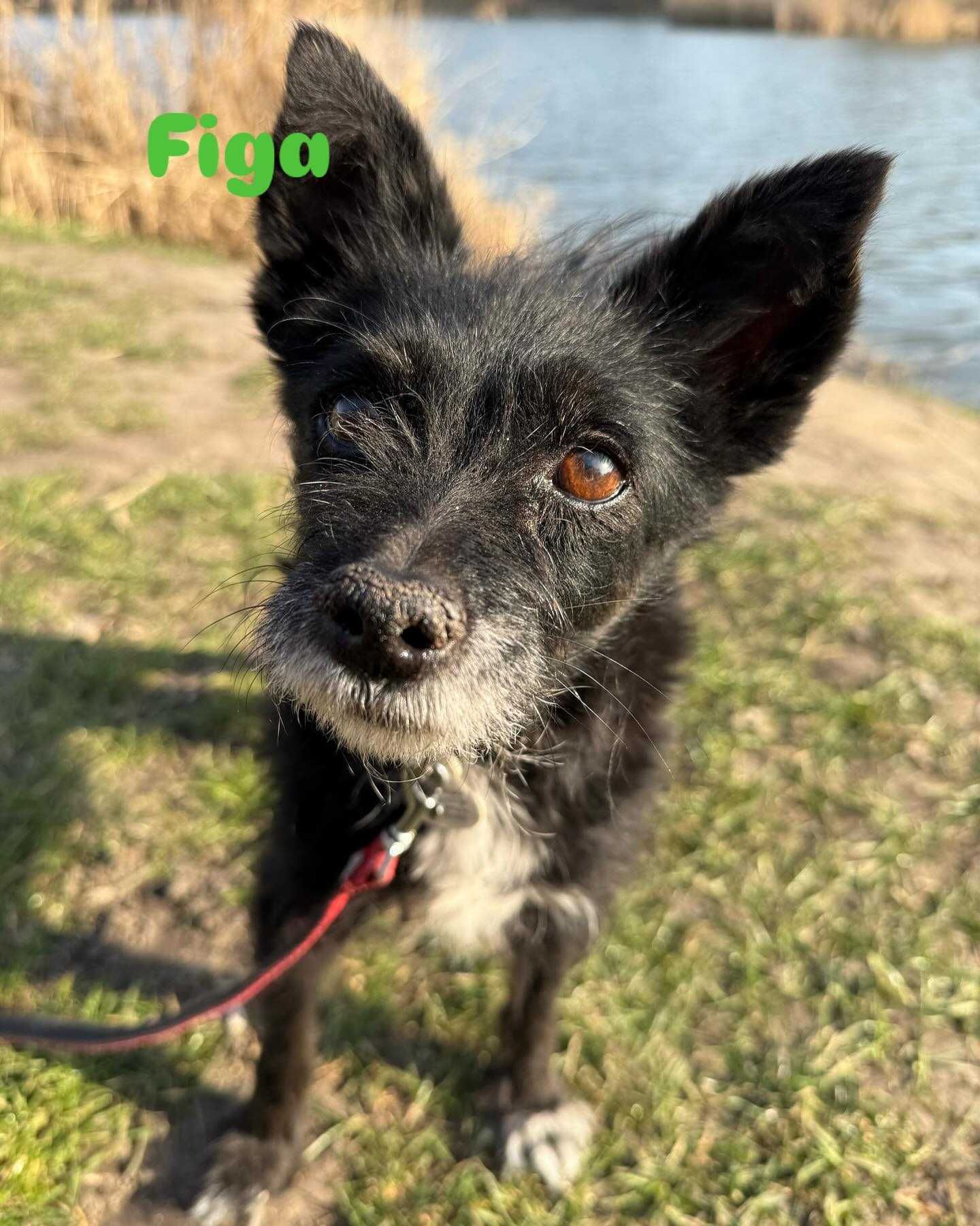 Cudowne mikrosuczki Figa i Misia do adopcji