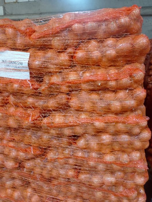 Cebula możliwy transport.